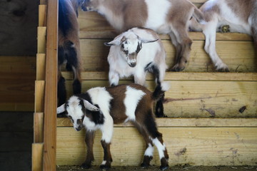 Cute funny goats playing together
