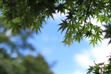 japanese maple 【Momiji】