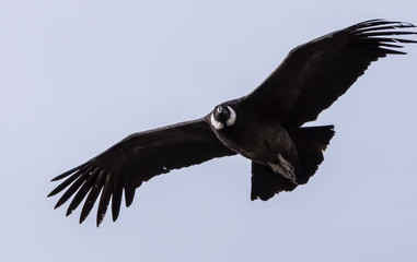 Condor 