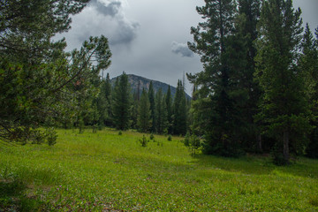 early morning in the forest