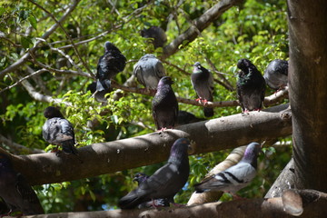 Dove on Branches