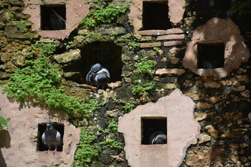 Sleep Dove