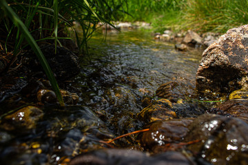 stream in forest