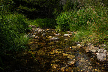 stream in forest