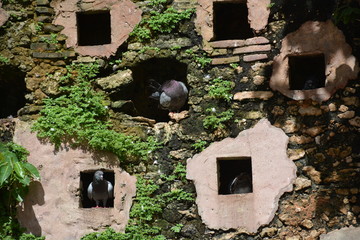 Dove Wall Nest