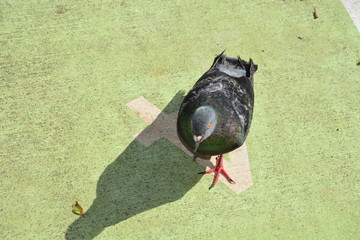 Dove Playground