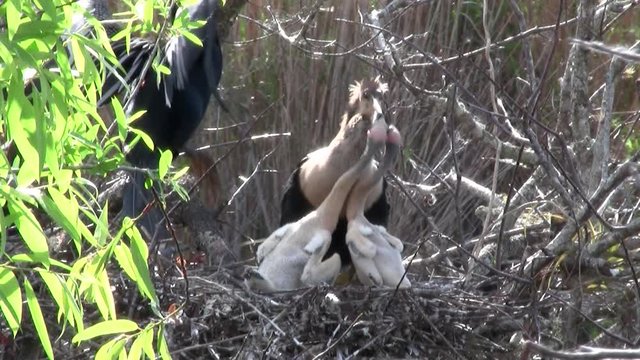 Birds of the mangrove forest pin the Everglades.