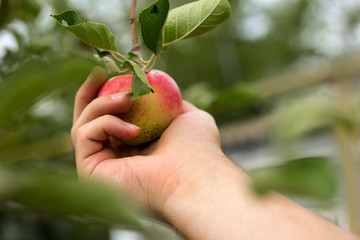 apple orchard, an apple on a branch in a male hand, harvest, summer