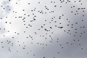 A flock of birds on a background of dark clouds. Cloudy and rainy weather. Background with free space and empty place.