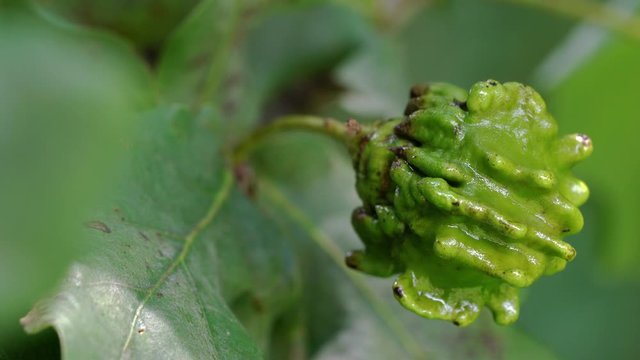  Unripe acorns oak on slight breeze-Knopper galls of eggs wasp (Andricus quercuscalicis) - (4K)