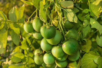 Berries of the potato. Potato seeds.