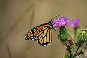Monarch Butterfly Feeding on Bull Thistle Inflorescence