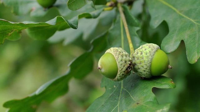 Unripe acorns oak on slight breeze-Place eggs laying gall wasp (Andricus quercuscalicis) - (4K)