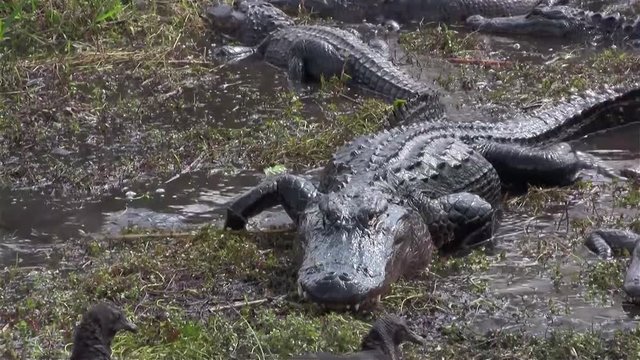 Multiple alligators slither and fight in a swamp.