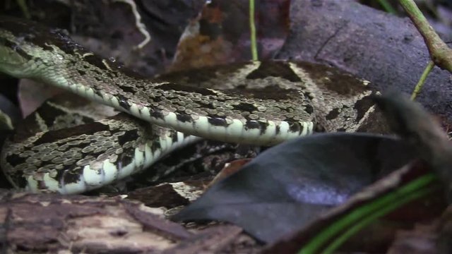 A ferde lance viper snake is about to strike.