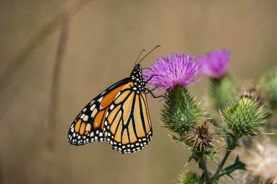 Monarch Butterfly Feeding on Bull Thistle Inflorescence
