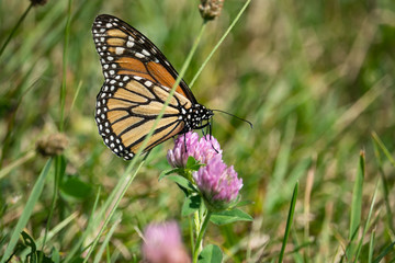 Monarch Butterfly Feeding on Red Clover Flower