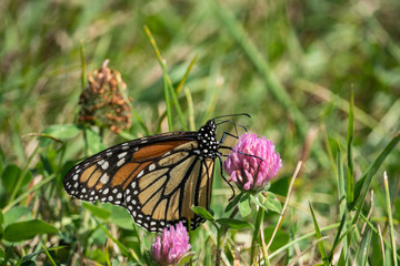 Monarch Butterfly Feeding on Red Clover Flower