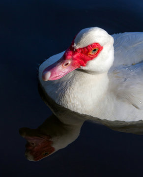 Detalle de cabeza de pato blanco en un lago, cuyo reflejo se ve en el agua.