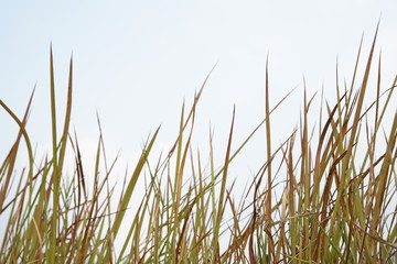 Dry brown wild long grass background image