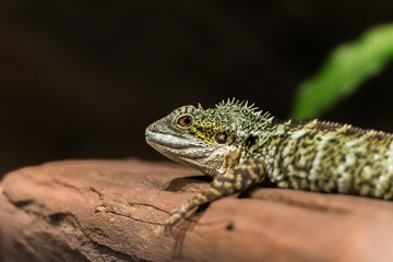 Lizard sitting on a log