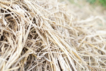 Bunch of thatch on rice field background photo