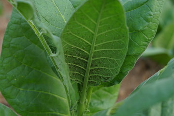 Black Planthopper pest on tobacco leaf