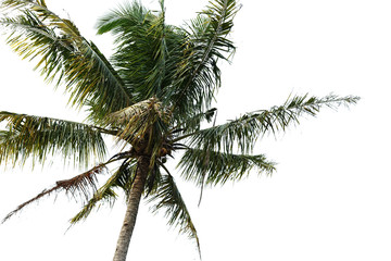 Fototapeta na wymiar Single coconut tree on white background