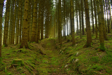 Obraz premium Green Road home