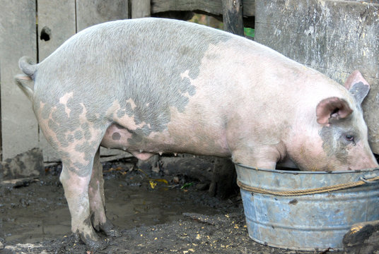 Hog At A North Carolina Farm