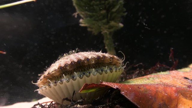A clam opens and closes on the sea floor