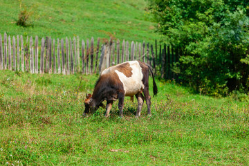 Fototapeta premium Cow grazing fresh green grass on pasture.
