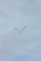 flock of flying birds in flight