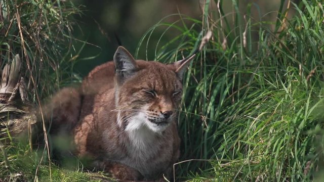 Northern lynx, Lynx lynx, resting/sleeping with eyes blinking besides grass on a warm summers day.