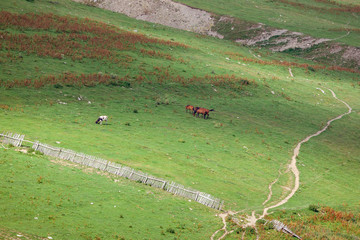 Horses grazing fresh green grass on pasture.