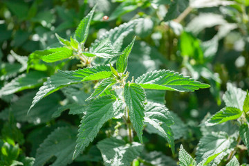 Photo of a plant nettle. Nettle with fluffy green leaves. Background Plant nettle grows in the ground.