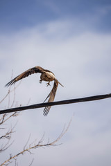 bird in the sky