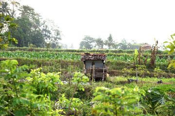 Fototapeta na wymiar Small hut in the middle of rice field
