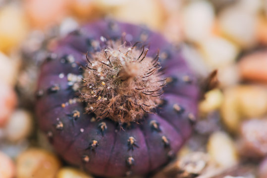 Close-up of a purple cactus