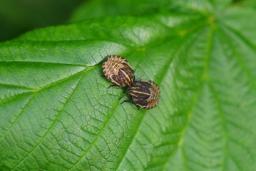 two small brown beetles are sitting on a green leaf of a plant