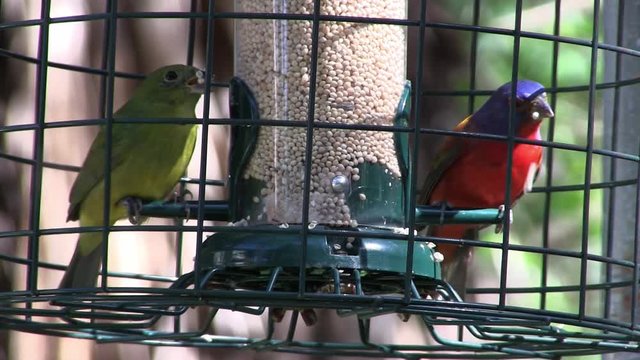 Two colorful painted bunting songbirds sit in a cage.