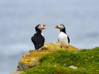 Two Atlantic Puffins  Standing on Cliff's Rock and Calling against Blue Sea Water Background