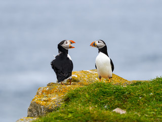 Obraz premium Two Atlantic Puffins Standing on Cliff's Rock and Calling against Blue Sea Water Background