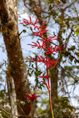 Unidentified Bromelia