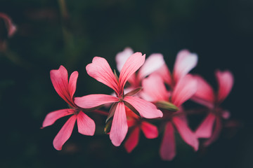 Amazing red and pink flowers