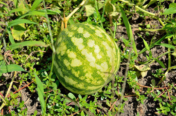 Watermelon ripens in a bed under the sun on a sunny summer day. Organic farming.