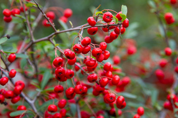 Red currant_01／フサスグリ_01