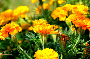 tagetes patula in the garden on a sunny summer day.