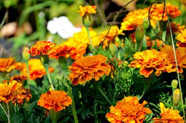 tagetes patula in the garden on a sunny summer day.