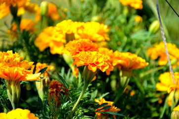 tagetes patula in the garden on a sunny summer day.